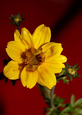 Yellow flowering close up