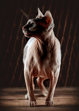 Cat Cats Feline Kitty