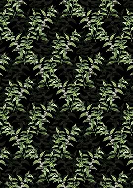 Andromeda Acuminata Bloom