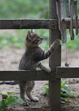 Cat Cats Feline Kitty