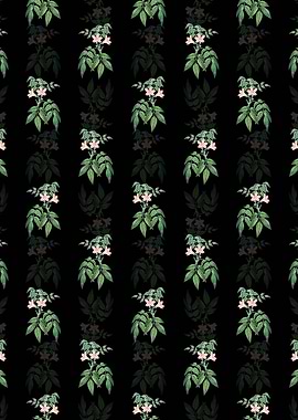 Turraea Pinnata Flower