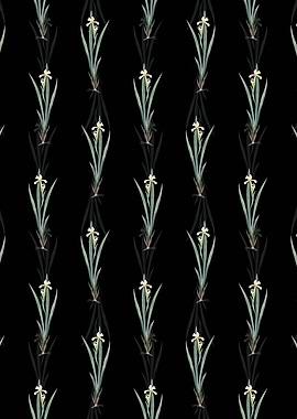 Yellow Banded Iris Pattern