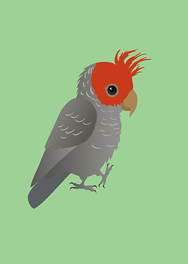 Gang gang cockatoo