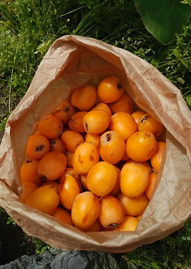 Fresh loquats