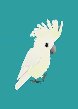 Umbrella cockatoo