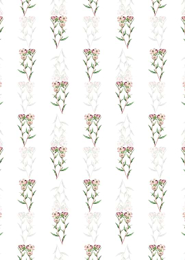 Pale Corona Amaryllis