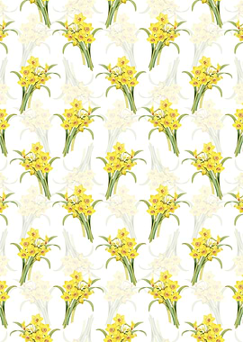 White Chinese Sacred Lily