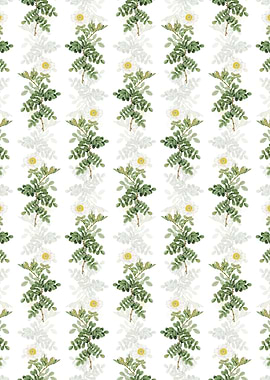 Macartney Rose Pattern