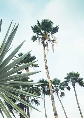 Dushi Palms 1