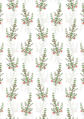 White Madder Leaved Bauera