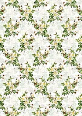 White White Candolle Rose