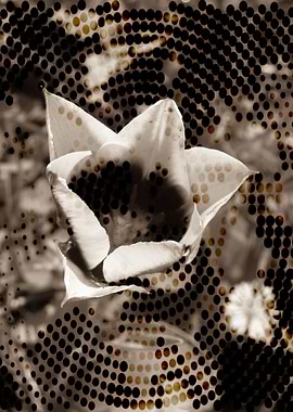 Sepia matric tulip