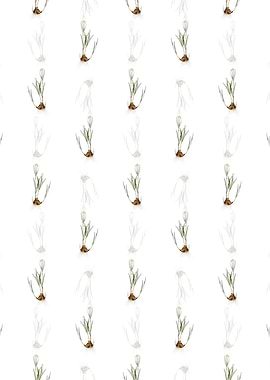 Spring Crocus Pattern