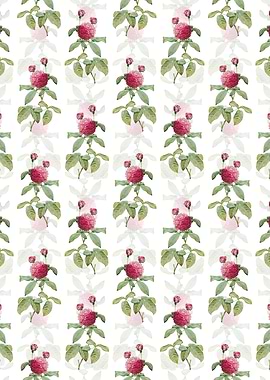 White Agatha Rose in Bloom