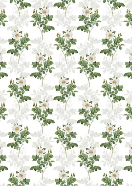 Twin Flowered White Rose