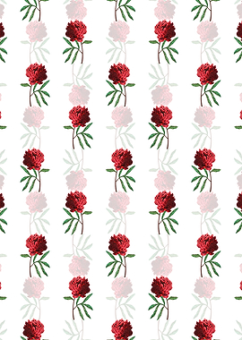 White Potts Chinese Peony