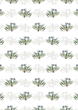 Dwarf Crested Iris Pattern