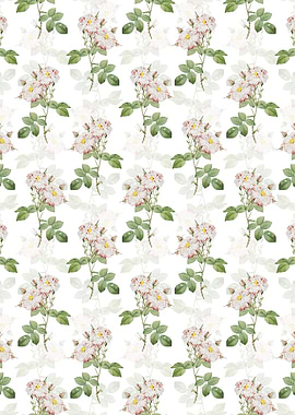White Damask Rose Pattern