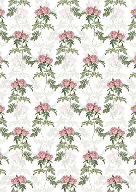 White Shining Rosa Lucida