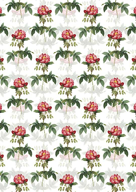 White Provins Rose Pattern