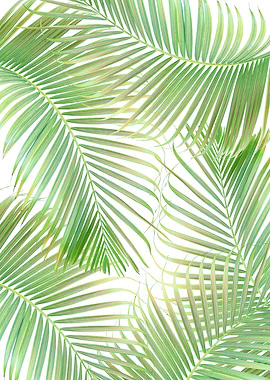 Palm Delicado Pattern 1