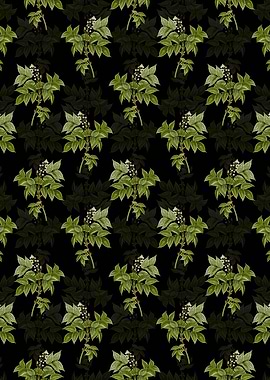 Black European Bladdernut