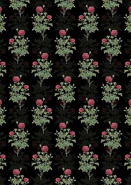 Burgundy Cabbage Rose