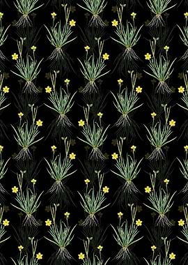 Yellow Eyed Grass Pattern