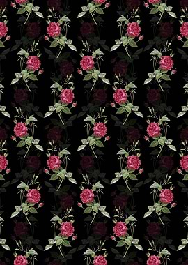 Blood Red Bengal Rose