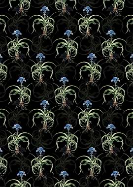 Iris Scorpiodes Pattern