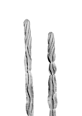 Mexican Cacti Dream 3