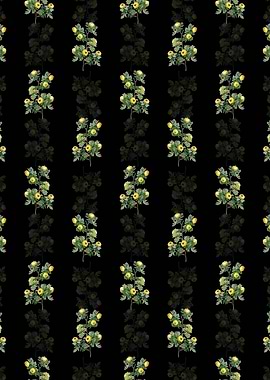 Tansy Leaved Hawthorn