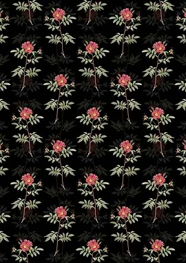 Black Rosa Redutea Glauca