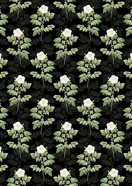 Leschenaults Rose Pattern