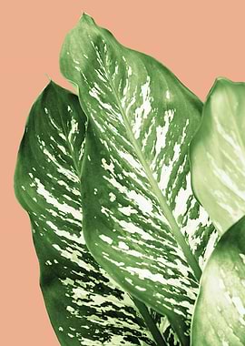 Dieffenbachia 1