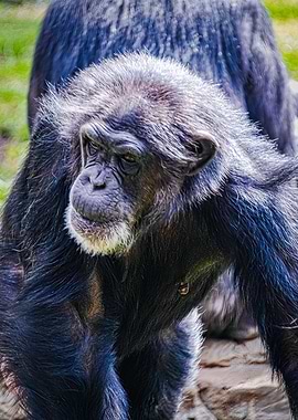 Chimpanzee