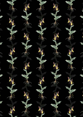 Black Ladys Slipper Orchid