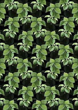 Black White Mulberry Plant