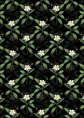 Black Loblolly Bay Pattern