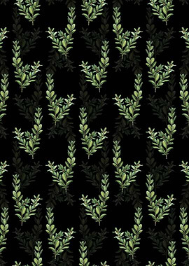 Black Buxus Colchica Bush