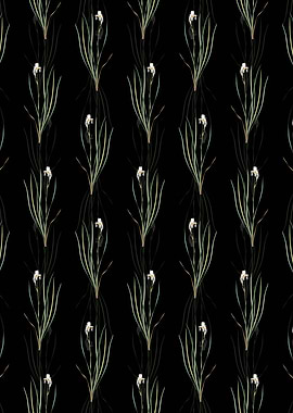 Siberian Iris Pattern