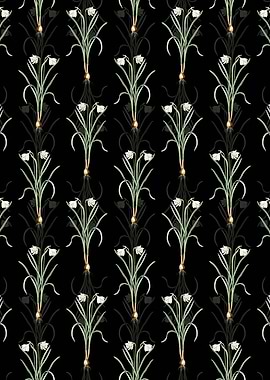 Narcissus Candidissimus