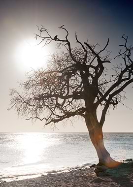 Tree at Caribbean Beach 1