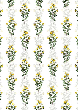 Stinking Tutsan Pattern