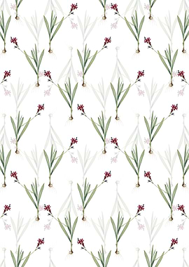 White Gladiolus Mucronatus