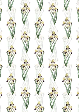 Elder Scented Iris Pattern