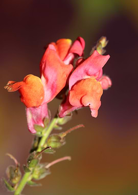 Flower blossoming close up