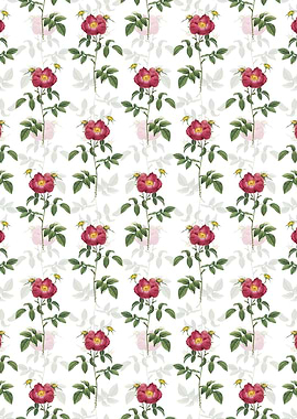 White Stapelia Rose Bloom