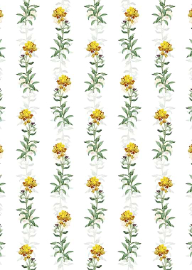 Yellow Wallflower Bloom