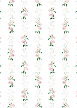 Pink Oenothera Flower